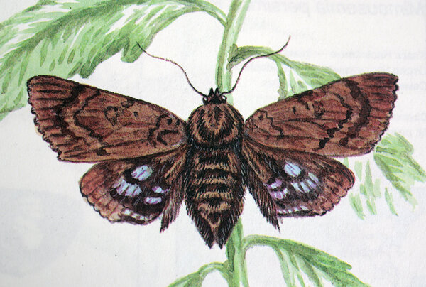 АРКТЕ ГОЛУБАЯ (Arcte coerula (Guenee)), крупная бабочка из семейства совок (Noctuidae). Размах крыльев от 71 до 82 мм. Щупики почти серповидные, толстые, третий членик равен 1/6 второго и едва заметен. Передние крылья темно-коричневые, при вершине и 